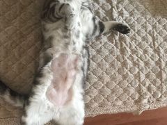-伟伟宠物医院·CT影像中心·瑞派犬猫综合性门诊(汉口总院)