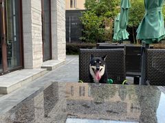 -上海崇明金茂凯悦酒店