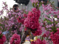 -南汇桃花村