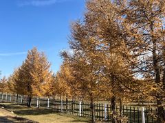 -苏木山森林公园