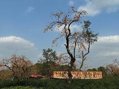 -如意山房柿子树下餐厅