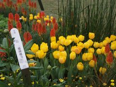 -深圳仙湖植物园