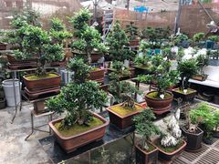 -秦美花卉(天朗·莱茵小城2期店)