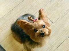 -悠尼宠物·独立低压伊珊娜洗护·美容·寄养(兰谷路店)
