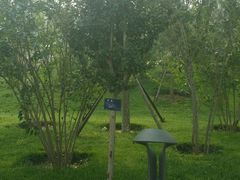 -武清南湖绿博园