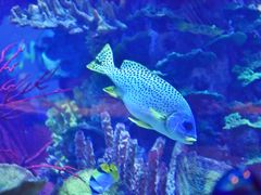 -迪拜帆船酒店海底餐厅