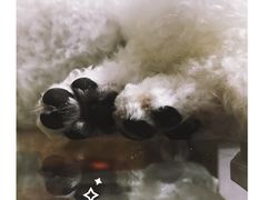 -八公叔叔宠物美容连锁(春申店)