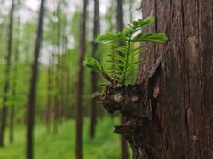 -上海共青森林公园