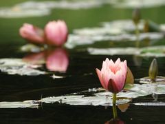 -上海滨江森林公园