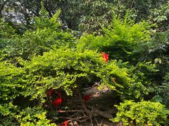 -广州长隆飞鸟乐园