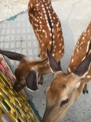 -萌宠亲子动物乐园(槐房万达店)