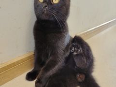 -猫在这儿猫咪咖啡馆·撸猫馆