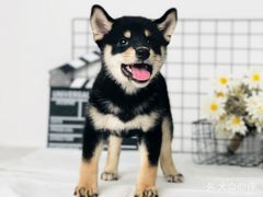 -翊宠yipet猫狗购宠庄园犬舍•猫舍