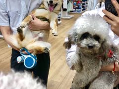 -BABYDOG宝贝狗宠物乐园(欧洲城店)