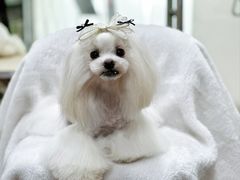 -鑫艺宠物美容培训学校