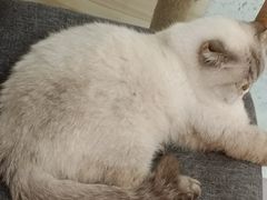 -喵园·猫主题咖啡厅·撸猫·猫咖(国贸店)