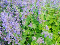 -昆嵛山石门里景区
