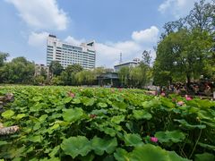 -莲湖公园