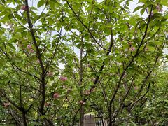 -高东镇樱花园