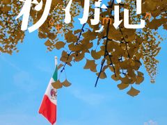 -三里屯东五街银杏大道