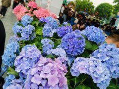 -荷兰花海