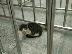 -合肥滨湖国家森林公园