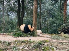 -中国大熊猫保护研究中心雅安碧峰峡基地