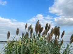 -贡湖湾湿地公园
