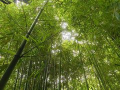 -秋霞圃