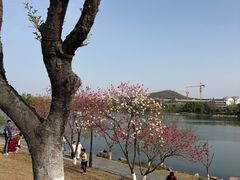 -羊山湖公园