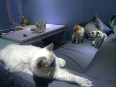 -喵的天空名猫咖啡馆·撸猫·猫舍·用品