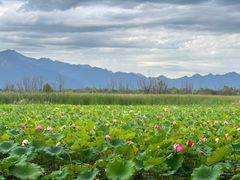 -野鸭湖国家湿地公园