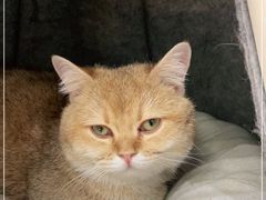 -COLOR PETS 撸猫馆·购猫·猫咖(长风大悦城店)