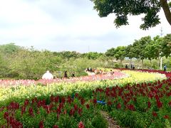 -天适樱花悠乐园