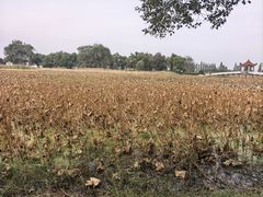 -洪湖生态旅游区