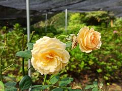 -共青国家森林公园-售票处