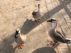 -鄂尔多斯野生动物园