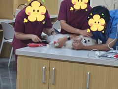 -美联众合爱康动物医院•复杂内科•肿瘤科•牙科•腔镜诊疗中心