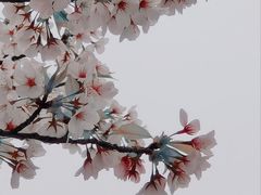 -高东镇樱花园