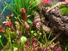 -Rabbit Cafe私房西餐甜点咖啡(栖霞路店)