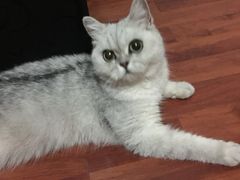 -美联众合动物医院·24h转诊中心