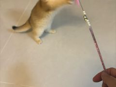 -东方名猫馆·英短金渐层布偶猫舍(环线广场1号楼店)