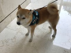 -上海崇明金茂凯悦酒店