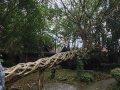 -瑞丽独树成林风景区