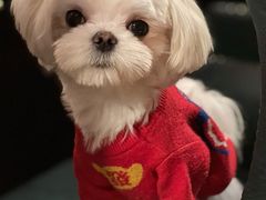 -宠物之家Pets Home 宠物寄养酒店