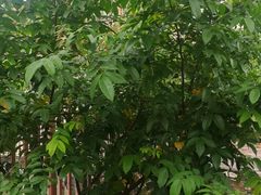 杨桃树-润记农家菜
