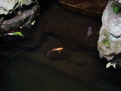 -东山雕花楼