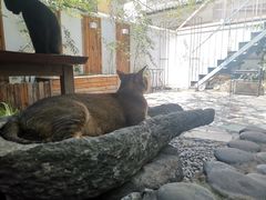 -喵屿·大理花园猫咖