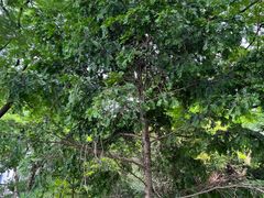 -广州神农草堂中医药博物馆