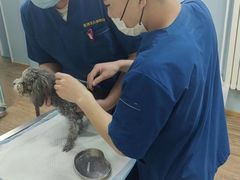 -中农大我爱我爱24h动物医院·中医针灸·猫专科·骨科医疗中心(双井店)